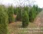 山東省農林科技開發有限公司 蜀檜 80cm