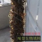 廠家 辮帶式水處理填料 生物繩填料 繩型填料 河草填料
