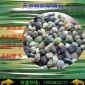 優質天然鵝卵石廠家 綠化公園鋪地鵝卵石