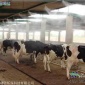 養殖場的除臭系統-噴霧除臭設備