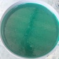 脫硫塔玻璃鱗片膠泥 煙道內(nèi)襯防腐玻璃鱗片膠泥 玻璃鱗片價(jià)格 瀚淼** 無(wú)憂(yōu)品質(zhì)