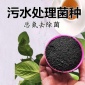 北京銷售 一體化污水處理設備**耐低溫菌種 微生物復合耐鹽菌種 廠家