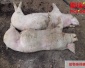 動物處置破碎機動物尸體破碎機 斯瑞德豬牛羊破碎機 雙軸破碎機