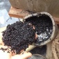 水而立 檸檬酸厭氧顆粒污泥廠家直供免費技術指導